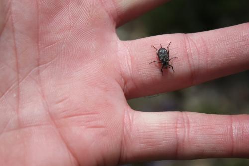 Valgus hemipterus